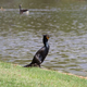 Geese with goslings.